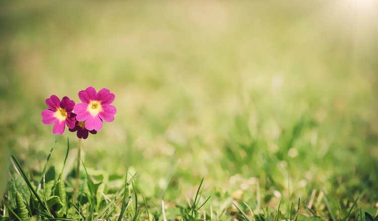 Tipos de grama para jardim