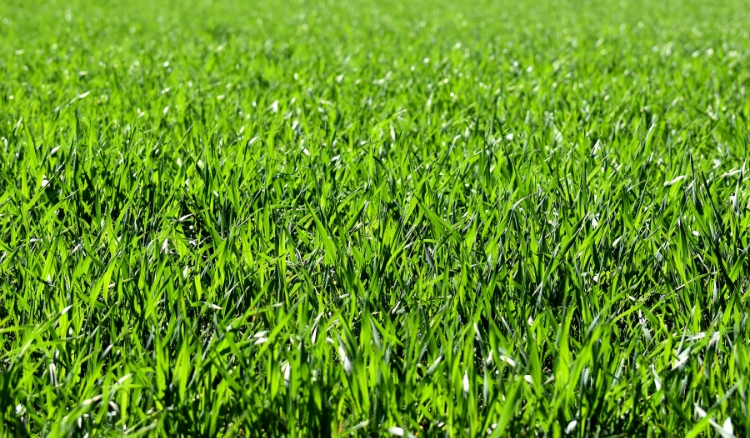 Pode plantar grama em cima de outra grama