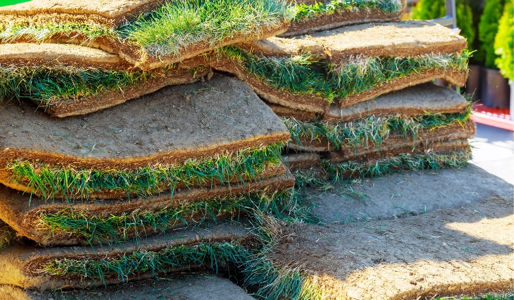 Qual a melhor época para plantar grama